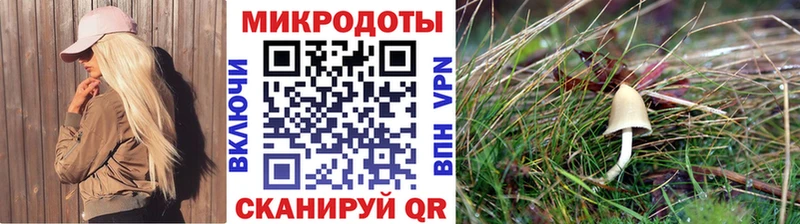 Галлюциногенные грибы Psilocybine cubensis  Козьмодемьянск 